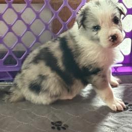 Border Collie Puppies from Janese's Border Collies