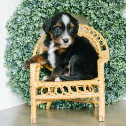 Jimmy - male Australian Mountain Doodle puppy in Spanish Fork, Utah from K Brand Doodles