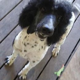 Pottah - Poodle