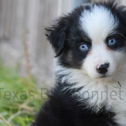 Australian Shepherds, Miniature American Shepherds, Miniature Australian Shepherds, and Toy Australian Shepherds from Texas Bluebonnet Herders