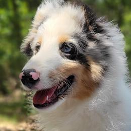 Shetland Sheepdogs from DaZee Shelties