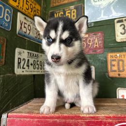 Reef - Black and white male Siberian Husky puppy in Burnsville, North Carolina from Peterson Puppies