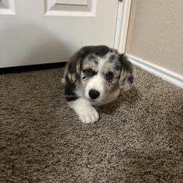 Tinsel - Blue merle and white male American Corgi puppy in Temple, Texas from Silver Moon Cardigan Corgis