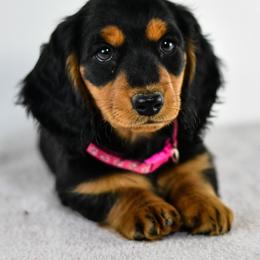 Karma - Black and tan female Dachshund puppy in Austin, Texas from Glorious Minis