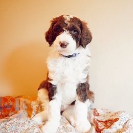 Sheepadoodle Puppies from Evergreen Mountain Doodles