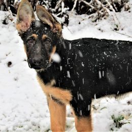 Ash z Zaruka CGC - Black and tan German Shepherd puppy in West Plains, Missouri from Zaruka German Shepherds