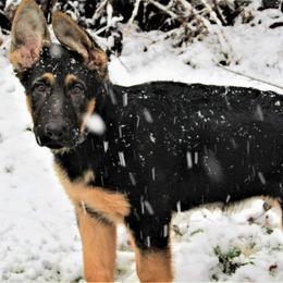Ash z Zaruka CGC - Black and tan German Shepherd puppy in West Plains, Missouri from Zaruka German Shepherds