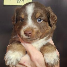 Rosie Boy 3 - Red tri male Miniature Australian Shepherd puppy in Hampton, Tennessee from TC Farms Stock Dogs - Miniature Australian Shepherds