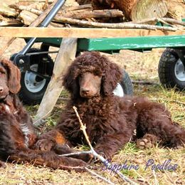 Poodle Puppies from Sapphire Poodles