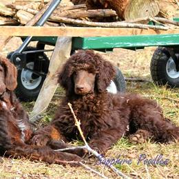 Poodle Puppies from Sapphire Poodles