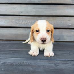 Jagger - Piebald male Dachshund puppy in South Willard, Utah from Doxies in the Sun
