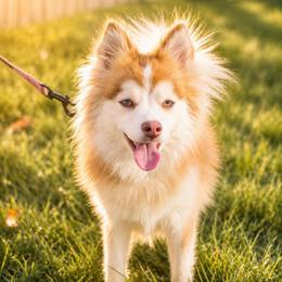 Kitsu - Pomsky