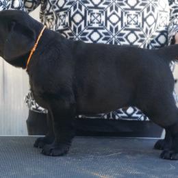 Labrador Retrievers from DogRiver Labradors