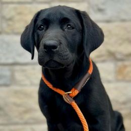 Labrador Retrievers from Small Batch Labradors