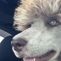 Poodles from Tugas Standard Poodles