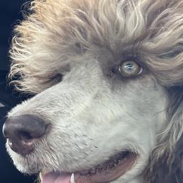 Poodles from Tugas Standard Poodles