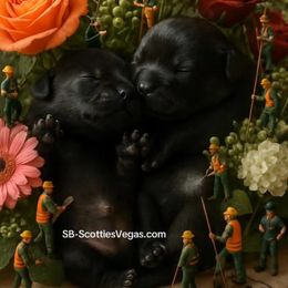 Puppy 1 - Black male Scottish Terrier puppy in Las Vegas, Nevada from SB Scotties Vegas