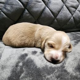 Bozo - Cream Dachshund puppy in Piqua, Ohio from Happy Tails Doxie's