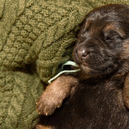 German Shepherd Puppies from Platz German Shepherds