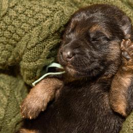 German Shepherd Puppies from Platz German Shepherds