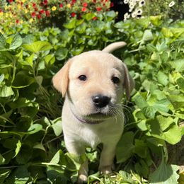 Paris - Yellow female Labrador Retriever puppy in Alger, Ohio from Osborne Family Retrievers