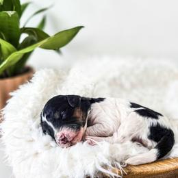 Scout - Black and white female Bernedoodle puppy in Gaylord, Michigan from Dog Mom Co. Doodles