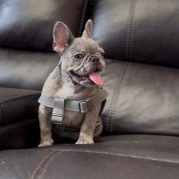 Chi - Blue Fawn Girl - Blue Eyes - Blue fawn female French Bulldog puppy in Gulf Breeze, Florida from SW Frenchies