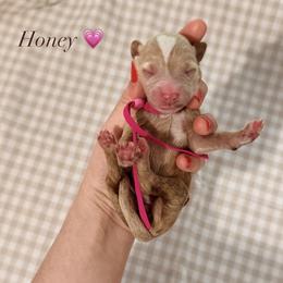 Honey - Apricot female Goldendoodle puppy in La Porte, Texas from B+C Doodles