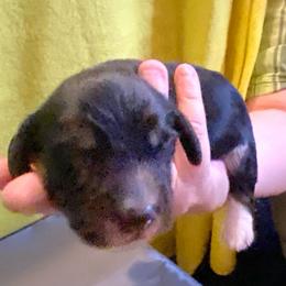 Boots - Black and cream male Dachshund puppy in Elizabethtown, Kentucky from Teeny Tiny Puppy Tails