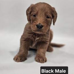 Onyx - Black Collar Male - Red  male Goldendoodle puppy in Mocksville, North Carolina from Hunting Creek Farm & Kennel