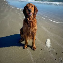Nova - Golden Retriever