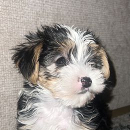 Yorkshire Terrier Puppies from Keia's Parti Yorkie Pups