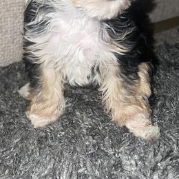 Yorkshire Terrier Puppies from Keia's Parti Yorkie Pups