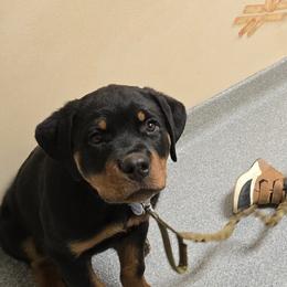 Rottweiler Puppies from CG Rottweilers