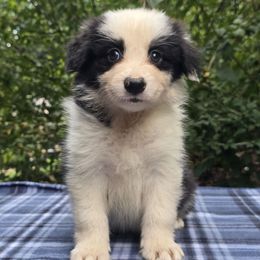 Grass - Black and white male Border Collie puppy in East Brady, Pennsylvania from Riverwood