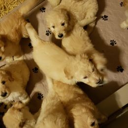 Goldendoodle Puppies from Toneytails Doodles