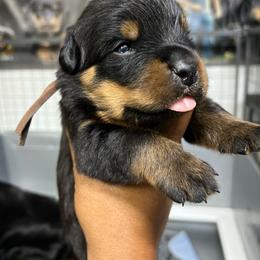 Boy 3 - Black and mahogany male Rottweiler puppy in Antioch, California from Black Diamond Excellence rottweiler kennel
