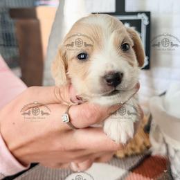 Mr. Lt. Green-2800 - Cream male Dachshund puppy in Sparr, Florida from From the Heart Doxies