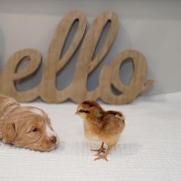 Australian Labradoodle Puppies from Integrity Labradoodles