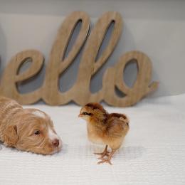 Australian Labradoodle Puppies from Integrity Labradoodles