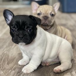 French Bulldogs from Angelica's French Bulldogs