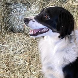 Clover - Border Collie