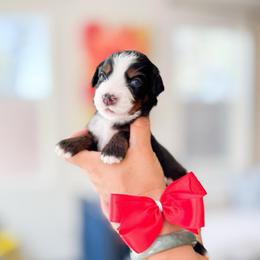 Pearl-Red - Tri-color female Bernedoodle puppy in Ontario, California from Teddy Doodles & Standard Poodles