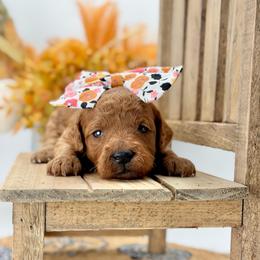 Stevie - Red  female Goldendoodle puppy in Queen Creek, Arizona from Goldendoodle AZ