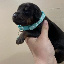 Girl 4 - female Doberman Pinscher puppy in Wellington, Ohio from Jessie J's Dobermans