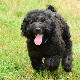 Sheepadoodle Puppies from Riley Grace Puppies