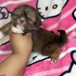 Skyler - Chocolate and tan female Shih Tzu puppy in Roseville, Michigan from Diamond Paws LLC