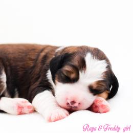 Pancake - Sable female Bernedoodle puppy in Diamond Bar, California from Furrytaildoodles