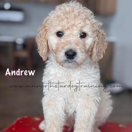Andrew - Cream male Goldendoodle puppy in Lancaster, Minnesota from North Star Dog Training