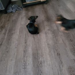 Yorkshire Terrier Puppies from RODS Yorkies